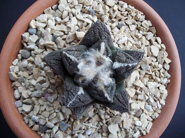 Ariocarpus Fissuratus